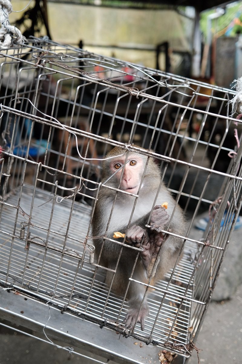 動保團體呼籲，政府應依照國際趨勢，明文禁止人工飼養靈長類動物。圖／台灣動物社會研究會提供