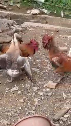 兩隻公雞正在為爭鬥地盤角力著。圖／翻攝自臉書
