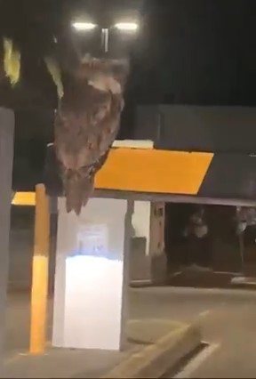 汽車擋桿上停著一隻貓頭鷹。圖／翻攝自臉書