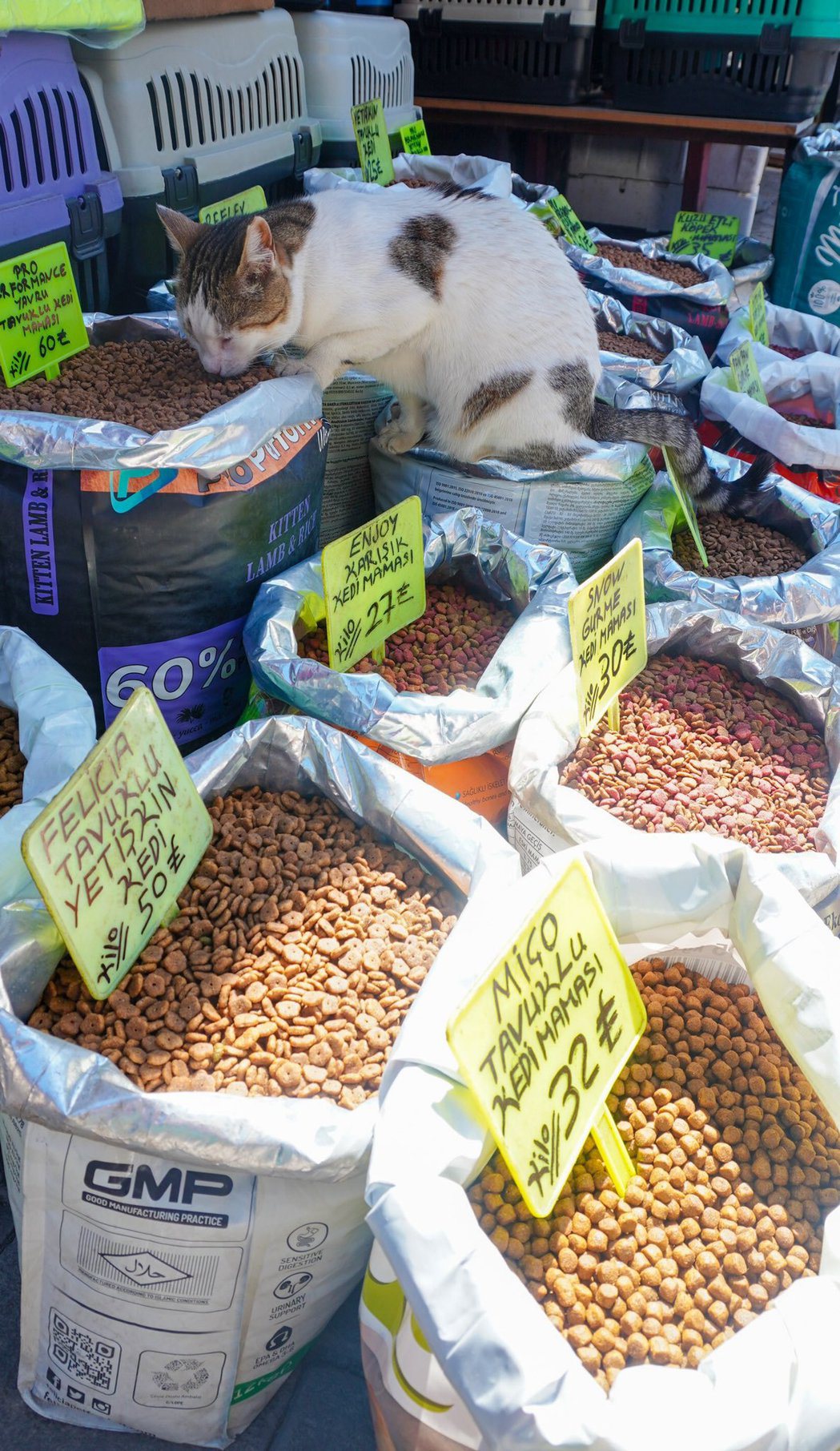 寵物店正在販售乾糧，有網友目擊一隻貓大口吃起免費Buffet。圖擷自@dot_kyomu
