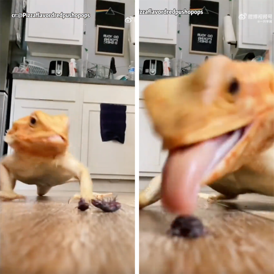 鬆獅蜥吃麵包蟲聲音嘎蹦脆。圖取自微博