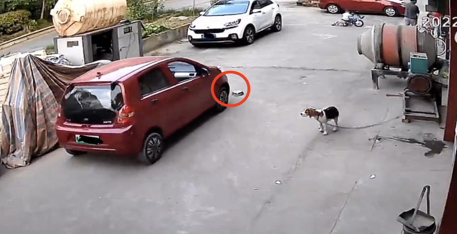 狗碗（紅圈）被車子壓扁，米格魯看傻眼。圖取自微博