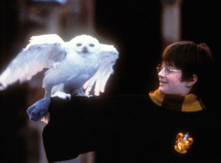 哈利的貓頭鷹嘿美也是極受粉絲喜愛的角色。圖／摘自imdb