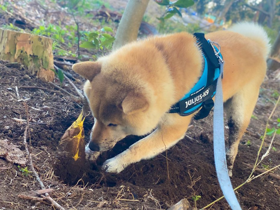 柴犬「小空」相當聰明，自己會自動自發去菜園挖竹筍。 (圖/取自推特)