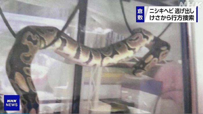 日本一名男子飼養一條長約2公尺的寵物蟒蛇在15日失蹤，目前仍未尋獲，警察今天持續出動約10人搜索。圖擷自NHK