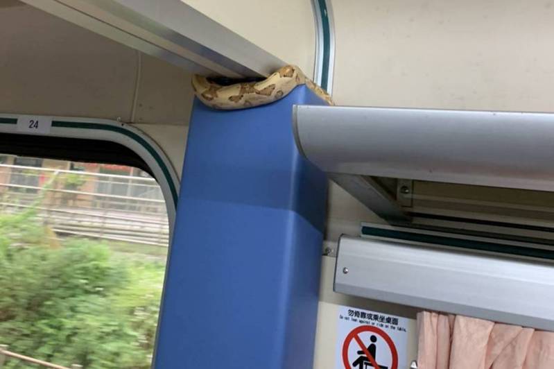 火車上有蛇！台鐵自強號列車發現蛇入侵| 生活新聞| 生活| 聯合新聞網