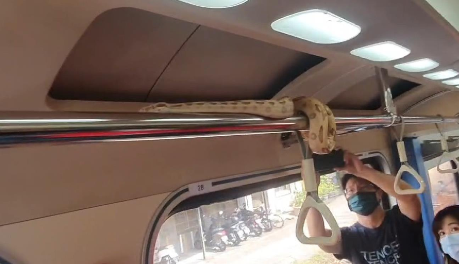 自強號列車出現一條大蛇嚇壞乘客，消防局人員上火車抓到1.5公尺的球蚺，過程中不斷有民眾喊要抓蛇的頭。 記者戴永華/翻攝