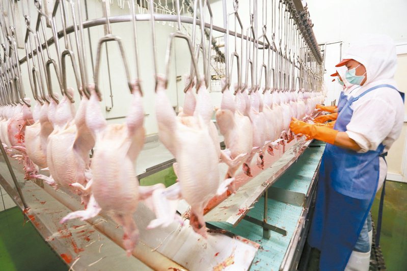 台北畜產公司家禽批發市場每日交易6萬隻家禽，儘管目前大型禽隻進北畜，都需檢附健康檢驗證明，但去年仍有一批雞隻含抗生素超標。示意圖╱本報資料照片