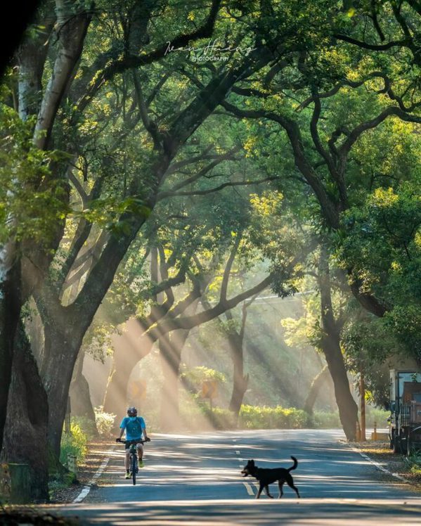 燦爛的陽光從頭頂的枝椏間穿透，輕柔得灑在騎乘著自行車的身影上。 圖／IG @ i...