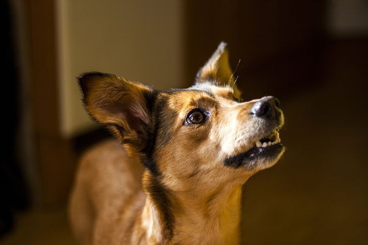研究指出聽懂物體名稱的狗狗更常出現歪頭動作。圖／pixabay