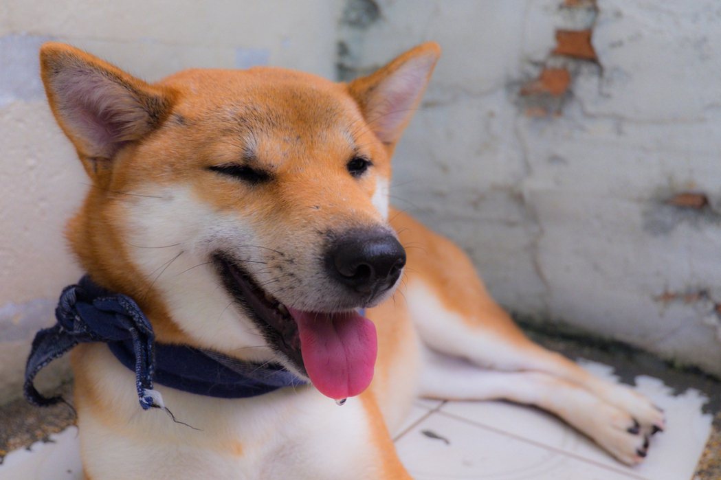 日本一對情侶養了18隻柴犬，竟把其中一隻母柴犬狠心剖腹活摘器官殺害。圖為示意圖，非當事柴犬。 (圖/Ingimage)
