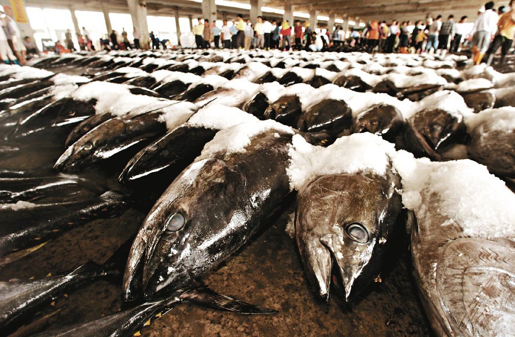 東港漁港擺滿待拍賣的鮪魚。 圖／聯合報系圖庫