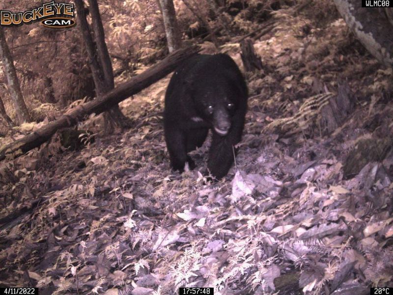 玉山國家公圖日前再度發現八通關古道附近有台灣黑熊出沒，籲請山友注意自身安全。圖／花蓮林管處提供