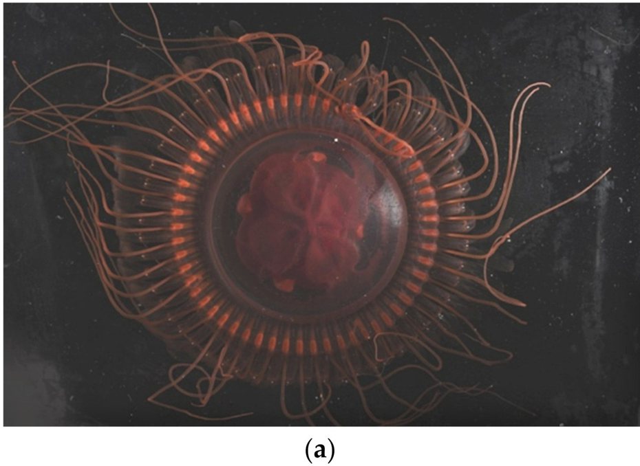 一種有著紅色大眼與怪異觸手的「深海海怪」被證實是一種礁環冠水母。 (圖/取自MDPI期刊)