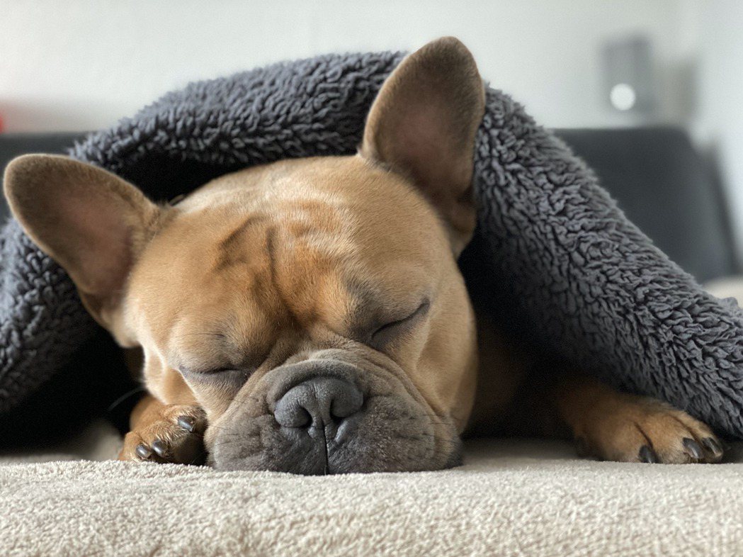聽力學家建議可以改用替代方式呼喚聽損的狗狗。圖／pixabay