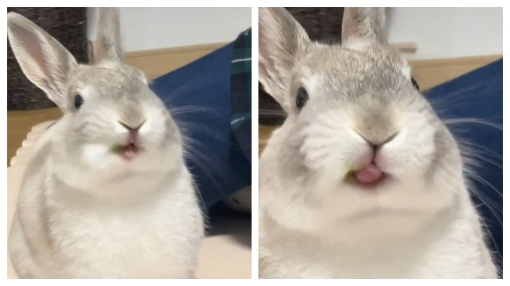 兔兔：看我的高速旋轉舌！ (圖/取自影片)