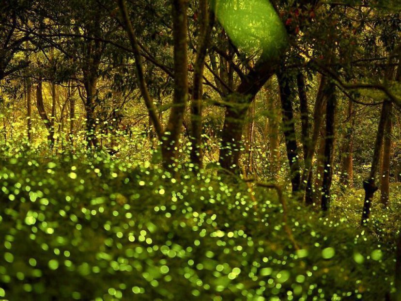 入夜後的四五月整個園區到處都有機會可以看到滿天星的螢火蟲，浮在草叢間如一顆顆的小...