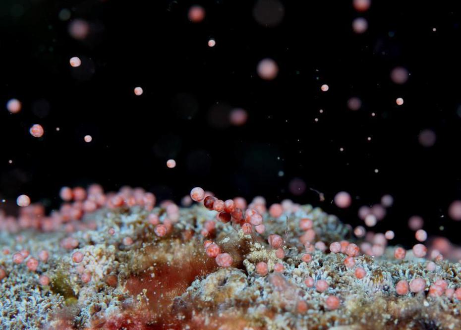 墾丁珊瑚產卵有「海底星空」美名，每年都在農曆3月23日（4月23日）媽祖誕辰前夕達到高峰期，宛如天女散花般景象，畫面浪漫。圖／國立海生館提供