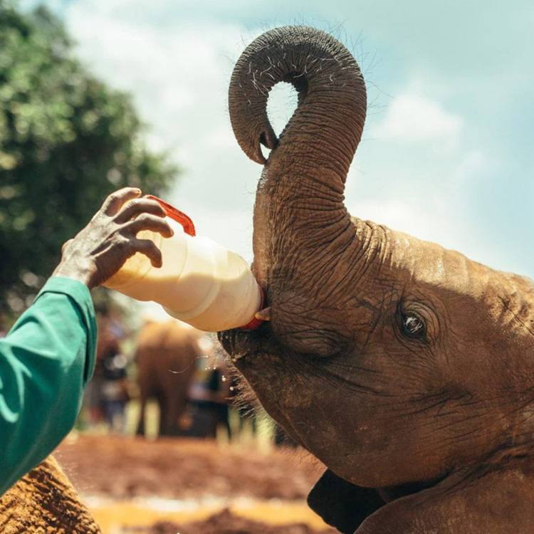 香緹卡與大衛·謝爾德里克野生動物基金會合作，支持其設立的小象孤兒院計畫。圖／香緹...