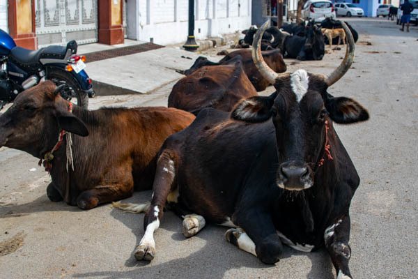 牛在印度是神聖的動物，佔據道路時，沒人可以打擾
