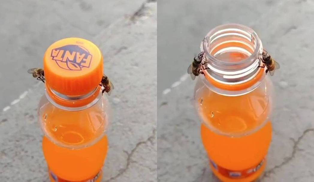 被飲料香甜的氣味吸引過來的蜜蜂恰巧打開瓶蓋。圖／翻攝自twojememy
