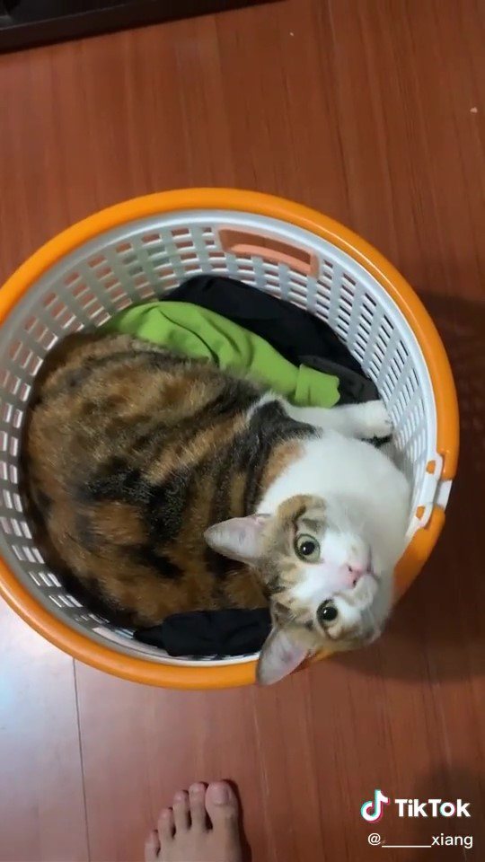 虎斑花貓正舒適地躺在洗衣籃裡。圖／翻攝自抖音______xiang