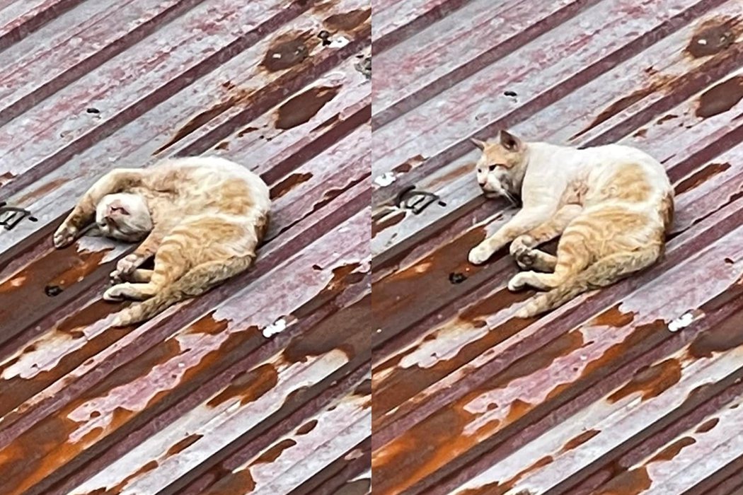 網友看見屋頂上的浪浪睡姿相當奇怪，擔憂是否還活著。圖擷自貓咪也瘋狂俱樂部 CrazyCat club