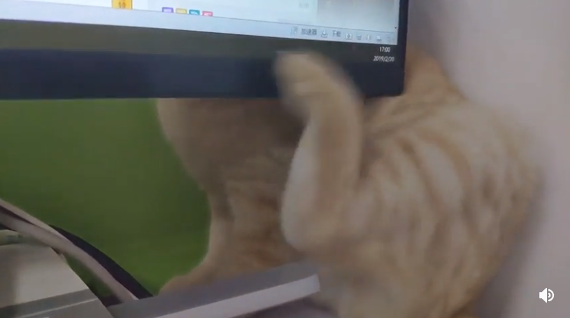 橘貓抓癢被螢幕阻隔都抓不到。圖取自reddit