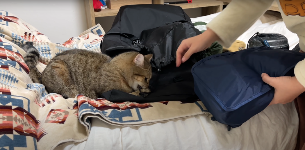 貓咪被請出來之後，還是不死心想要回包包內。 （圖/取自影片）