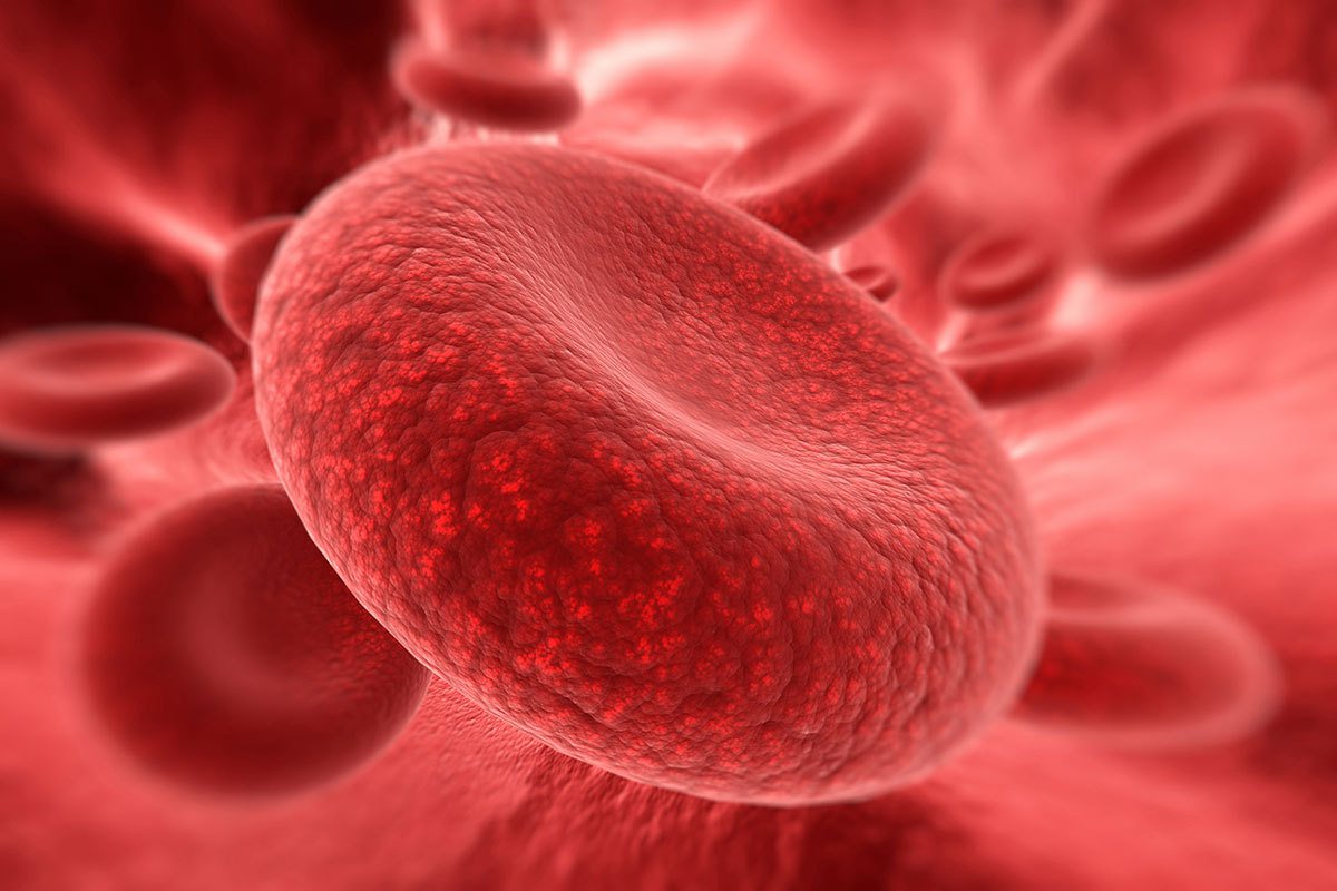 骨髓每秒鐘製造兩百萬顆紅血球細胞和可分化為各種人體細胞的多能性幹細胞，紅血球細胞在排出細胞核之後便能在最細的微血管中遊走。