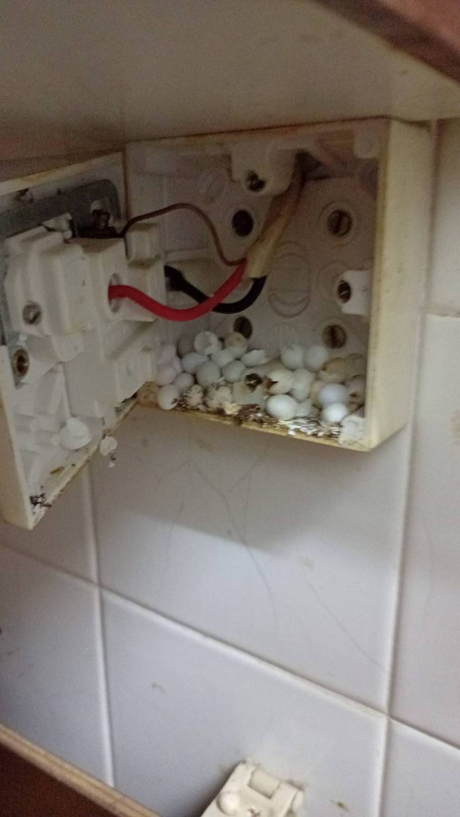 網友表示因家中電力出現問題，便找人維修，竟發現有壁虎產了一堆蛋在電源開關中。圖截自臉書社團「家居裝修分享谷」