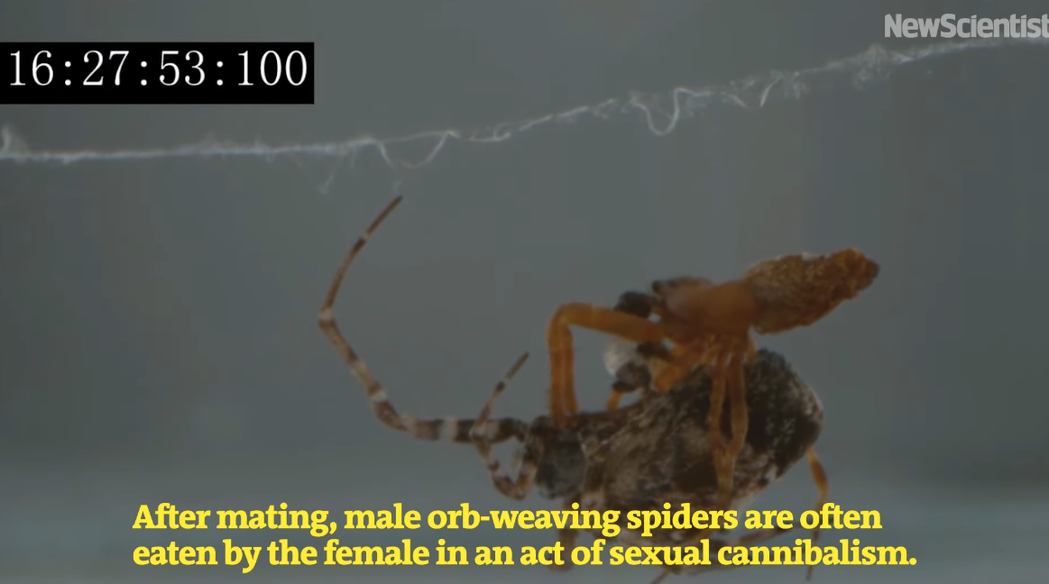 隆背菲蛛交配方式十分特殊，母蜘蛛會靠觀察「公蜘蛛是否在性行為後會彈射出去」作為選擇如意郎君的標準。 （圖/取自影片）
