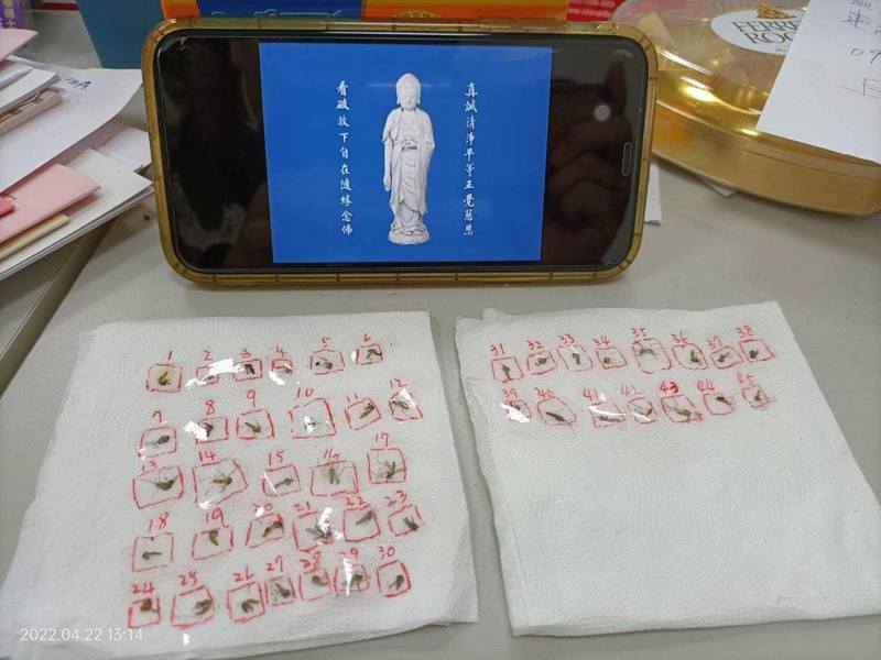 台灣有網民分享相片，指同事竟將在公司打死的蚊隻留起，貼在紙巾上自製「靈位」，順序標上號碼，更以手機在旁播放佛經，超狂行徑引起熱烈討論。（fb「爆廢公社二館」圖片）