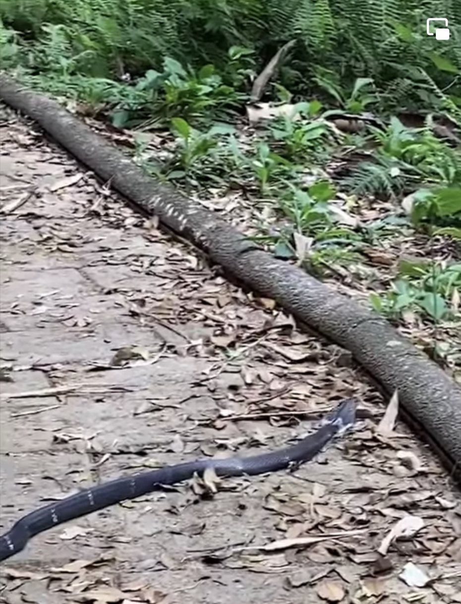 南投有民眾到虎頭山健行時碰上約1.5米長的粗大眼鏡蛇。圖／擷取自臉書「埔里人通通＋進來」