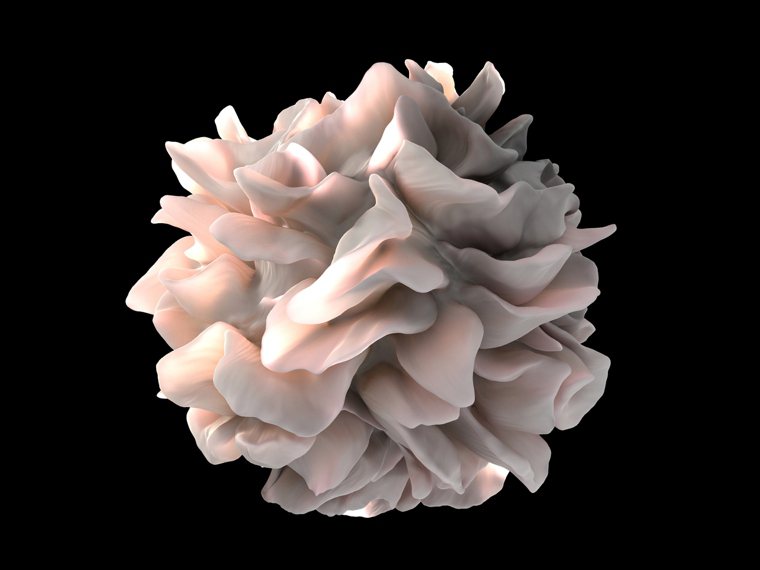 樹突細胞（dendritic cell）電腦模型 圖／截自維基百科