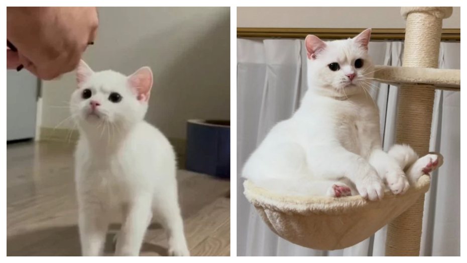 不管有沒有長大，「白玉」這隻貓都很會皺眉結屎面。 （圖/取自推特）
