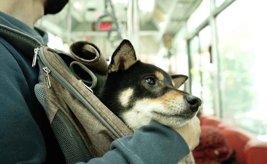 狗狗搭公車示意圖，非關本文。圖/台北客運提供
