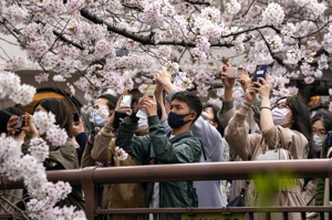 日本大致恢復疫前的如常生活，人們戴口罩賞櫻花。歐新社