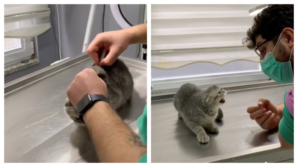 小奶貓超怕打針，獸醫出奇招三秒立刻打好針，結果小貓痛覺慢半拍，生氣的對獸醫飆罵。 （圖/取自影片）