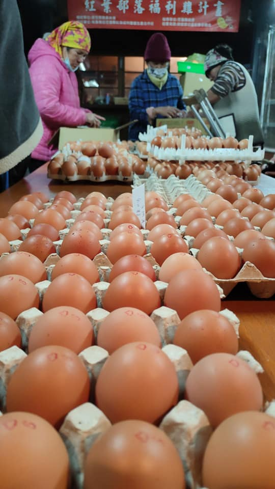 蛋農們將蓋好章的雞蛋進行裝箱，準備出貨。  圖／紅葉福利蛋生產合作提供