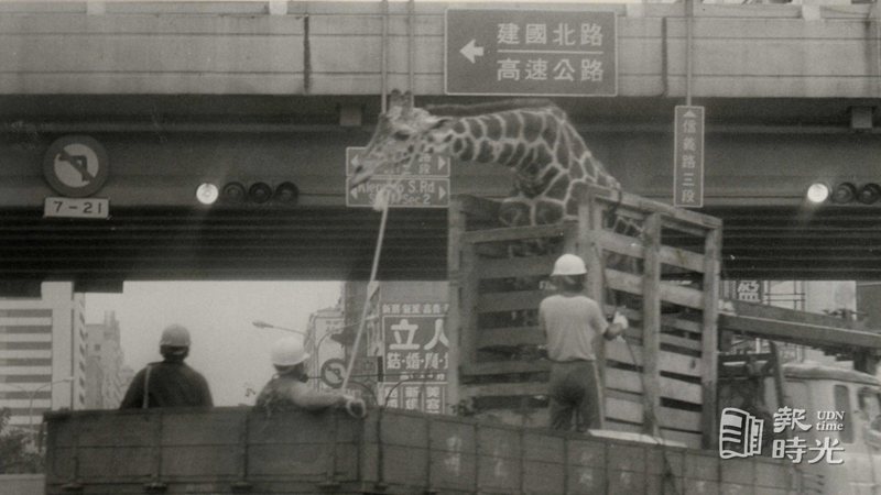 圖說：台北市圓山動物園喬遷，市區道路障礙物太多，工作人員小心翼翼慢速通過。日期：1986/10/29。攝影：林念平。來源：聯合報。
