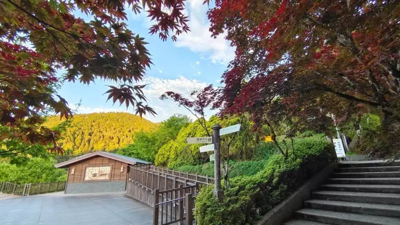 從太平山莊順著中央階梯步行而上，沿途兩側能看見美麗的紫葉槭。
 圖／羅東林管處...