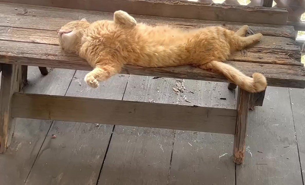 這隻橘貓的睡姿非常奇葩。圖／翻攝自推特