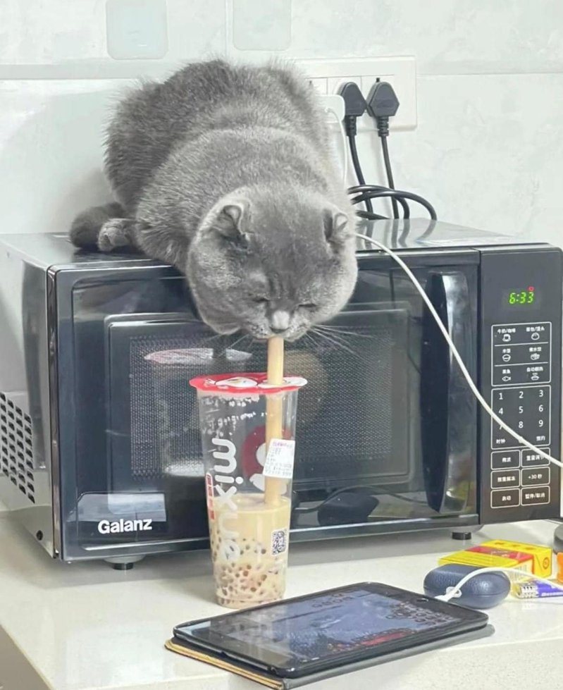 一只灰猫拉长身子喝眼前的饮料。图撷自@TranslatedCats