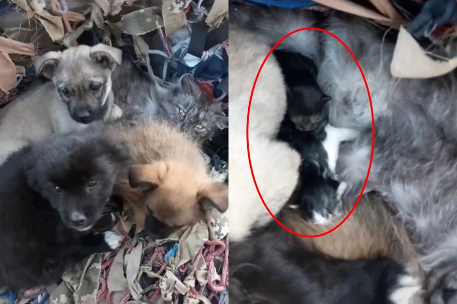 烏克蘭當地一名男子，在回收場發現3隻小狗似乎在守護貓咪母子。圖擷自@
yaroslavlytcushun