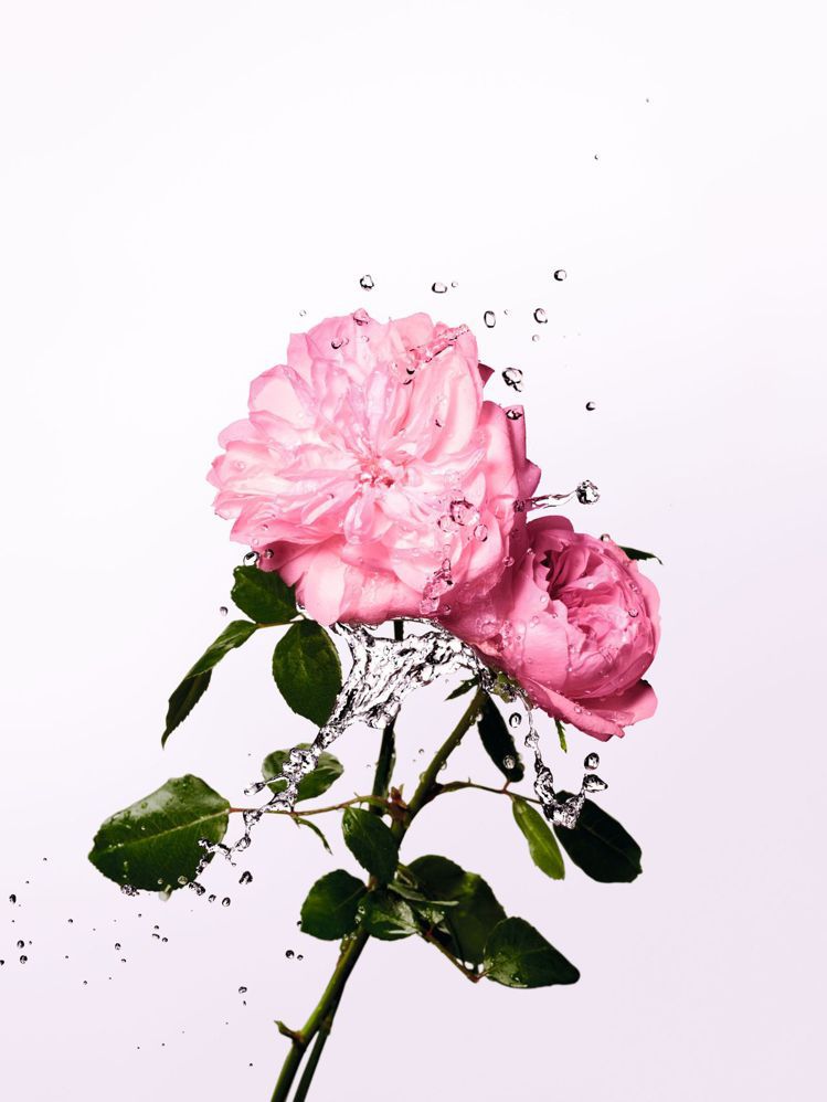 迪奧MISS DIOR玫瑰珍釀香氛，使用2021年蒸餾的五月玫瑰純露。圖／迪奧提...