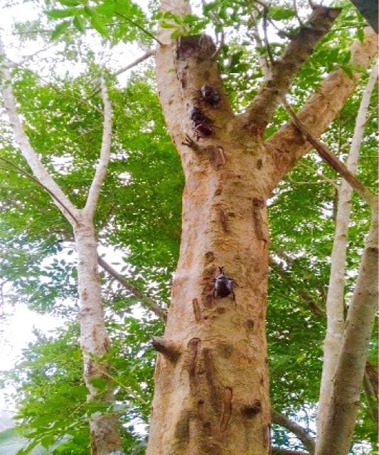 高雄燕巢金山里復育多樣樹種，獨角仙生態豐富。圖／高雄市環保局提供