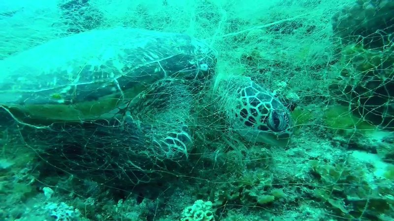 琉球蛤板灣外水域傳出綠蠵龜遭漁網纏困意外。圖／取自陳志貴提供影片