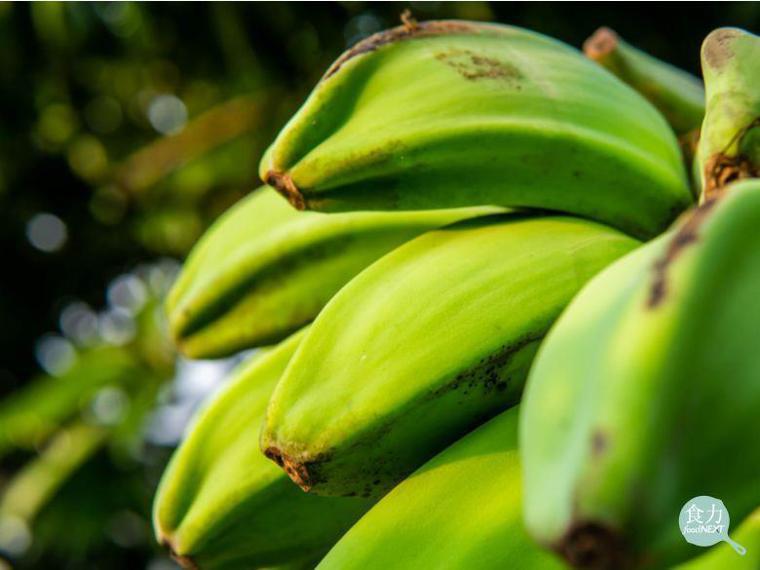 科學家發現來自菲律賓的香蕉品種「Saba banana（薩巴香蕉）」果皮中的果膠...