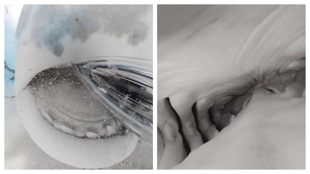 一隻鯊魚意外吃下攝影機，攝影機拍到鯊魚的口腔內部。 (圖/取自影片)